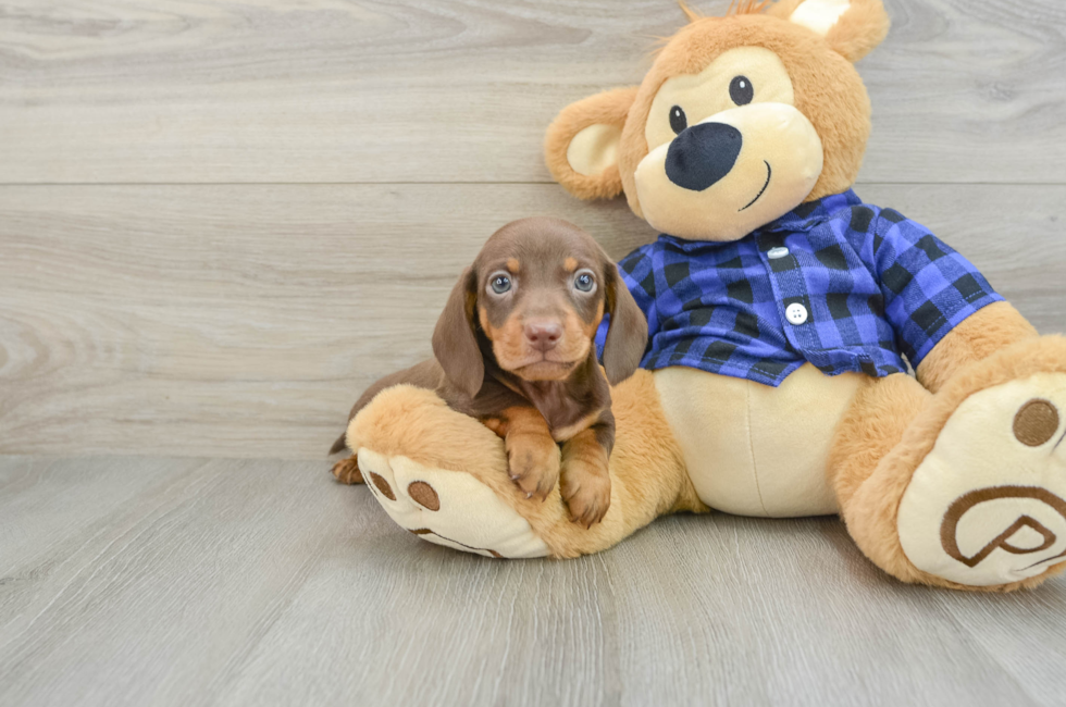 6 week old Dachshund Puppy For Sale - Premier Pups