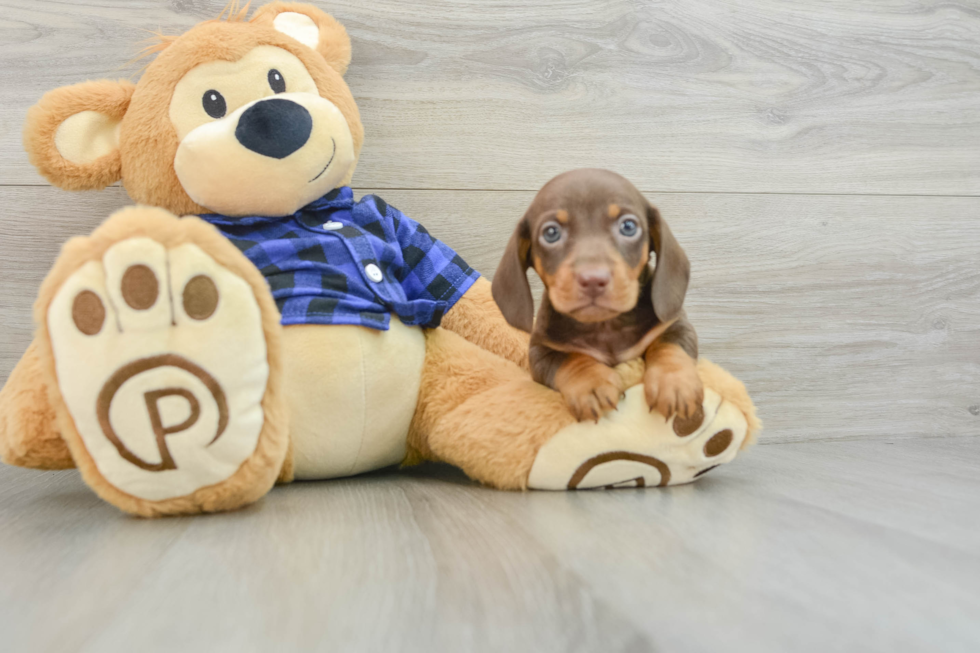 Cute Dachshund Purebred Pup