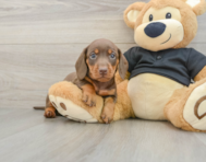 5 week old Dachshund Puppy For Sale - Premier Pups