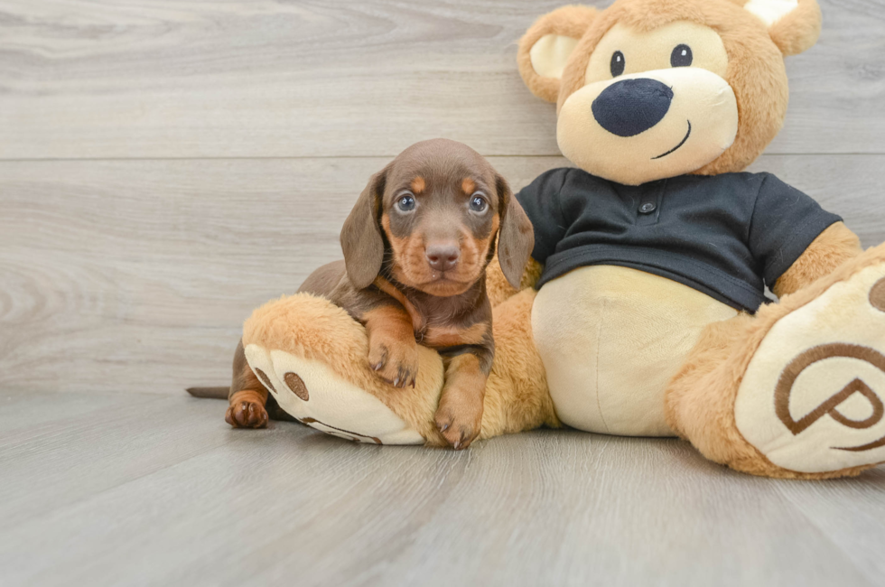 5 week old Dachshund Puppy For Sale - Premier Pups