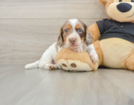 5 week old Dachshund Puppy For Sale - Premier Pups
