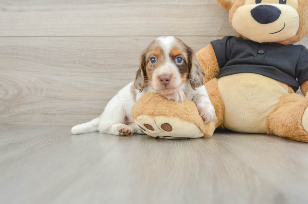 5 week old Dachshund Puppy For Sale - Premier Pups