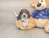 5 week old Dachshund Puppy For Sale - Premier Pups
