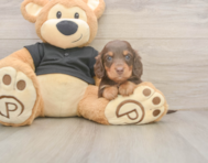 6 week old Dachshund Puppy For Sale - Premier Pups