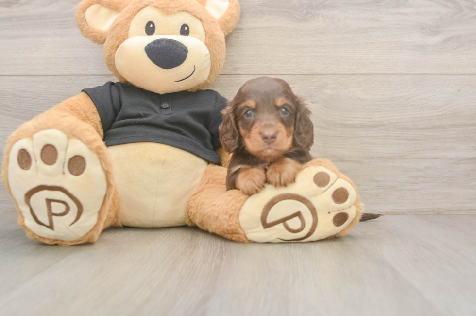 5 week old Dachshund Puppy For Sale - Premier Pups