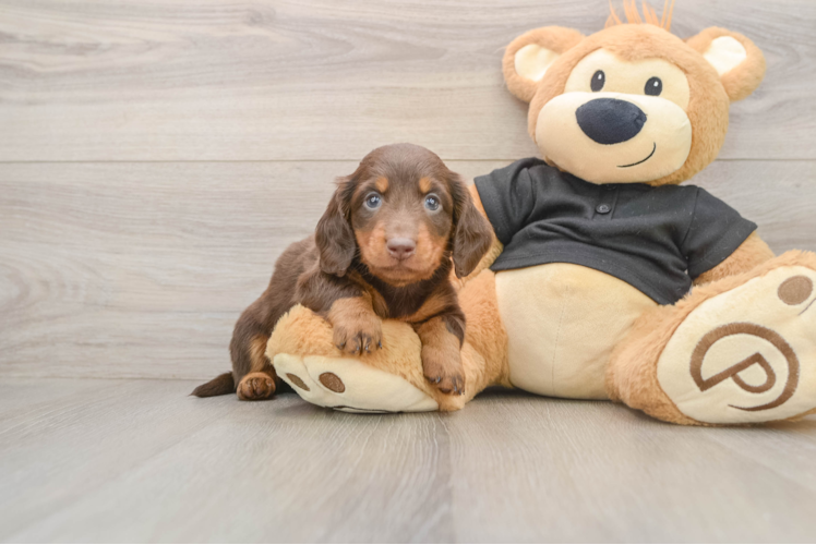 Cute Dachshund Purebred Pup