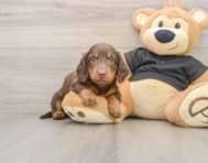 5 week old Dachshund Puppy For Sale - Premier Pups