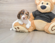 5 week old Dachshund Puppy For Sale - Premier Pups