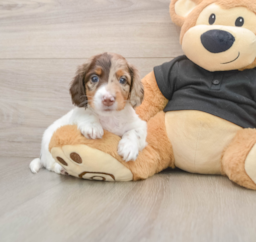 6 week old Dachshund Puppy For Sale - Premier Pups