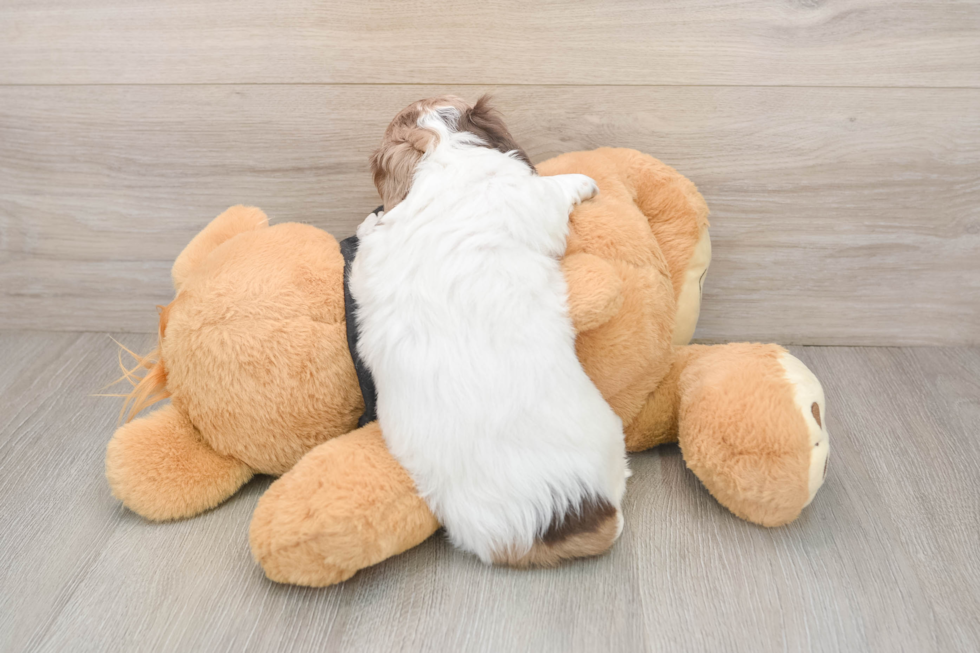 Cute Dachshund Baby