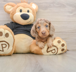 5 week old Dachshund Puppy For Sale - Premier Pups