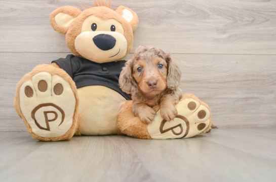 Cute Doxie Purebred Puppy