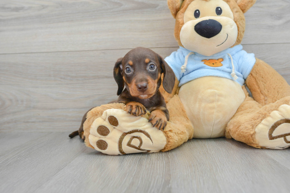 Cute Dachshund Purebred Pup