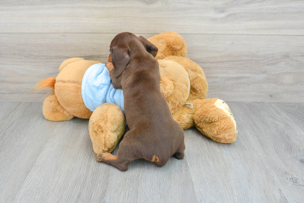 Cute Dachshund Baby