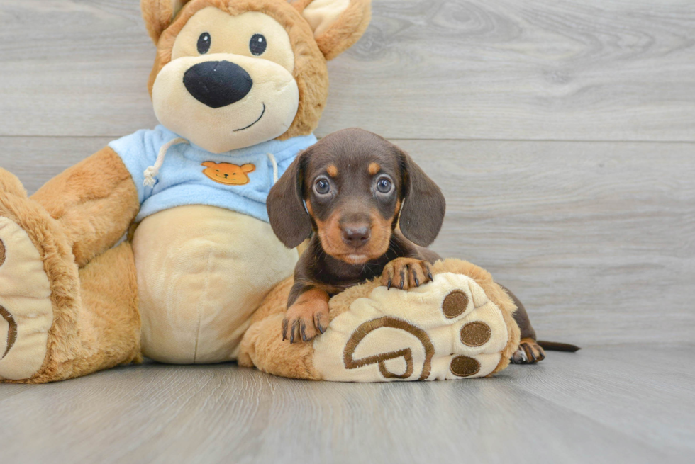 Cute Dachshund Purebred Puppy