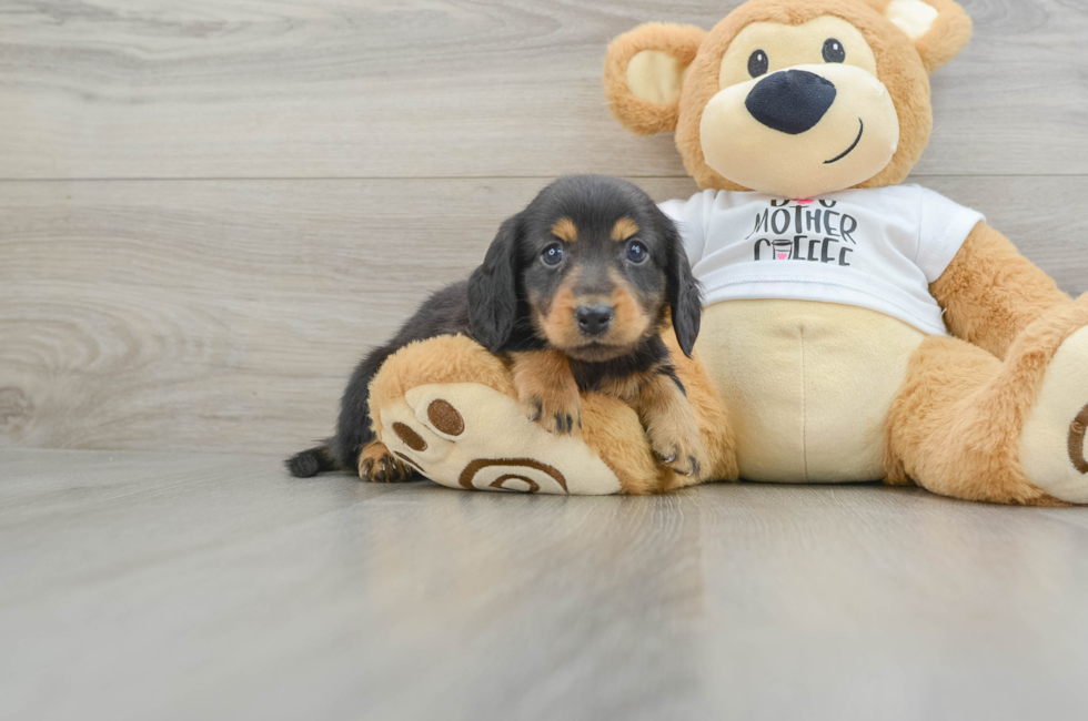 9 week old Dachshund Puppy For Sale - Premier Pups