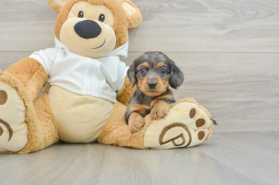 Cute Doxie Purebred Puppy