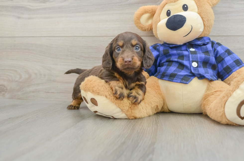 6 week old Dachshund Puppy For Sale - Premier Pups