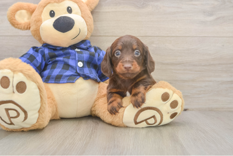 Best Dachshund Baby