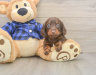 5 week old Dachshund Puppy For Sale - Premier Pups