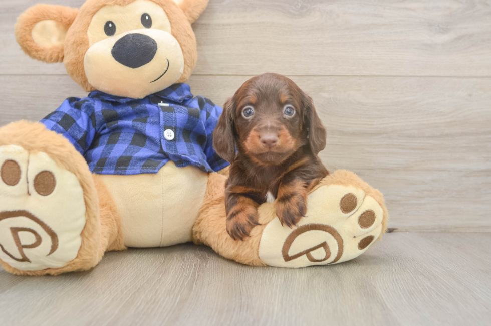 5 week old Dachshund Puppy For Sale - Premier Pups