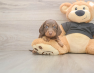 6 week old Dachshund Puppy For Sale - Premier Pups