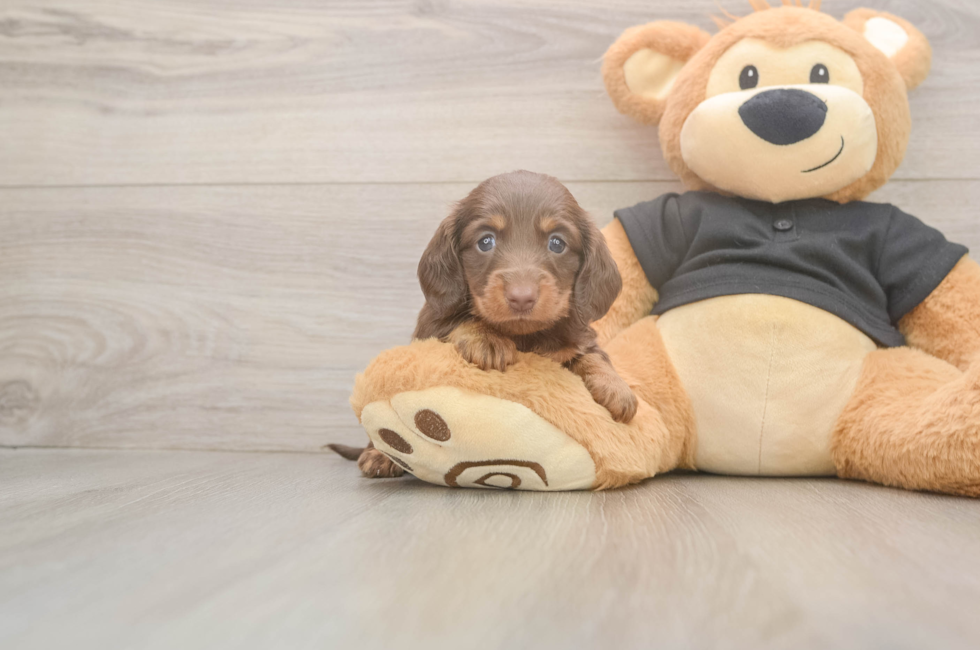 5 week old Dachshund Puppy For Sale - Premier Pups