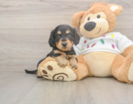 6 week old Dachshund Puppy For Sale - Premier Pups