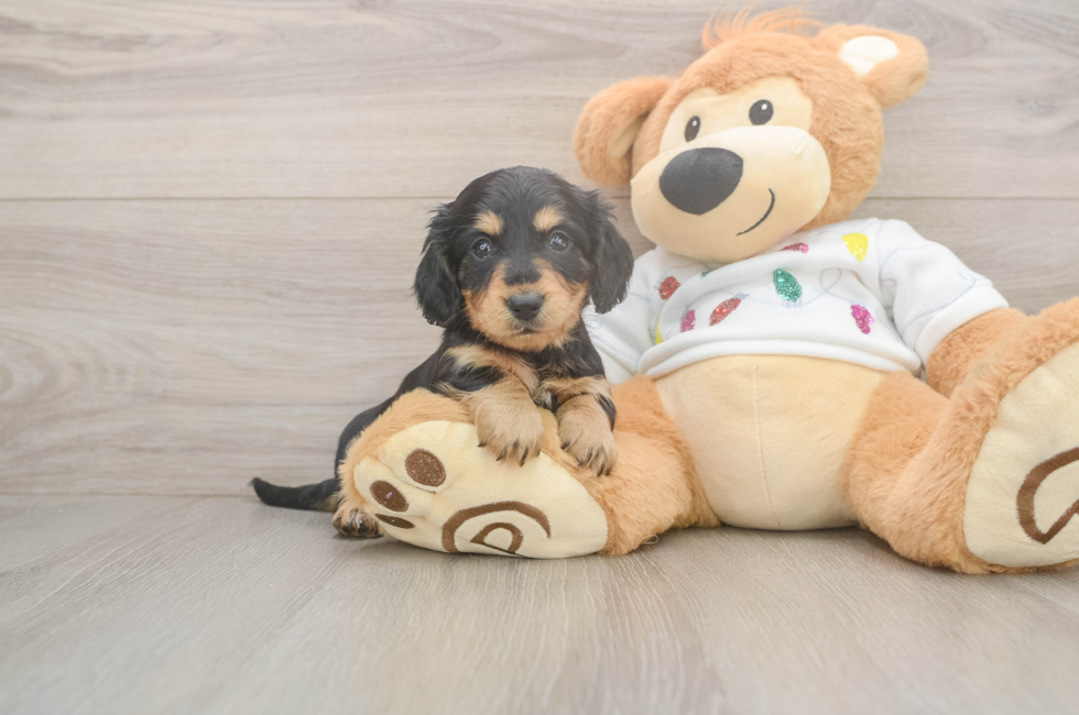 5 week old Dachshund Puppy For Sale - Premier Pups