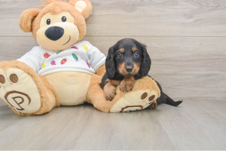 Cute Dachshund Purebred Pup