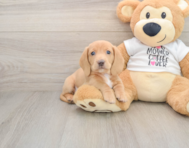 5 week old Dachshund Puppy For Sale - Premier Pups