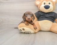 6 week old Dachshund Puppy For Sale - Premier Pups