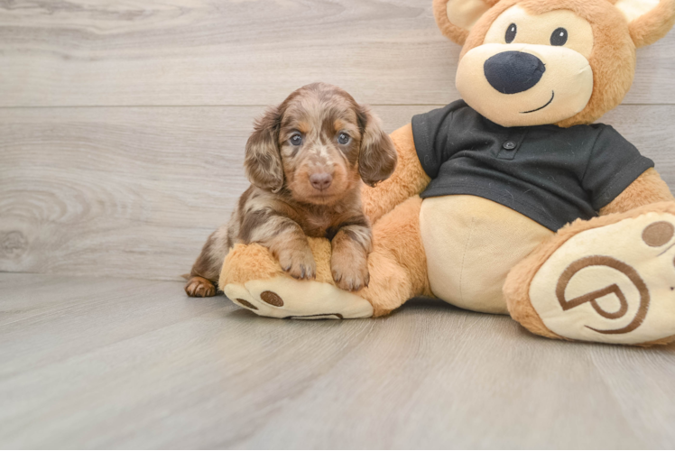Cute Dachshund Purebred Pup