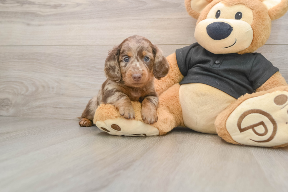 Cute Dachshund Purebred Pup