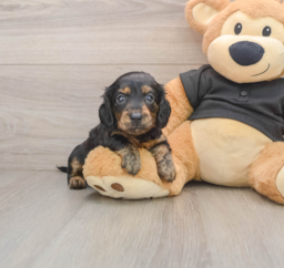 5 week old Dachshund Puppy For Sale - Premier Pups