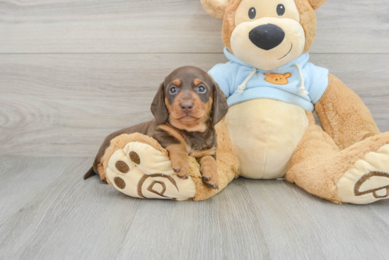 Cute Dachshund Purebred Puppy