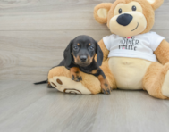 6 week old Dachshund Puppy For Sale - Premier Pups