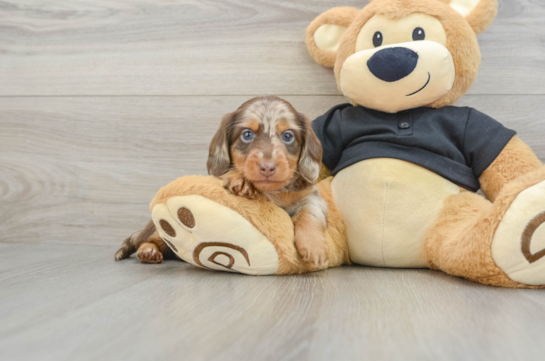 Cute Dachshund Purebred Pup