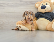 5 week old Dachshund Puppy For Sale - Premier Pups