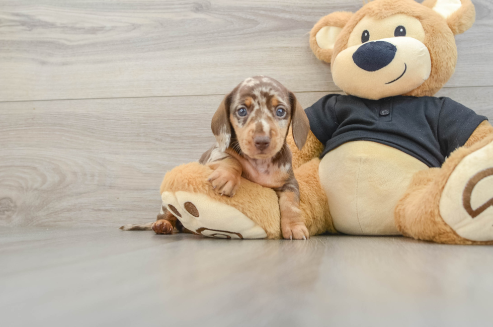 5 week old Dachshund Puppy For Sale - Premier Pups