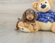 6 week old Dachshund Puppy For Sale - Premier Pups