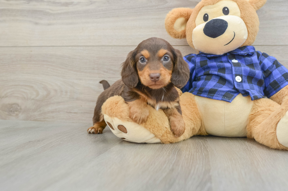 6 week old Dachshund Puppy For Sale - Premier Pups