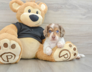 5 week old Dachshund Puppy For Sale - Premier Pups