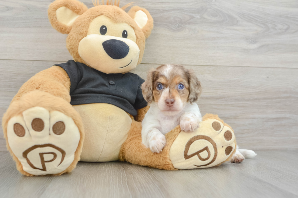 5 week old Dachshund Puppy For Sale - Premier Pups