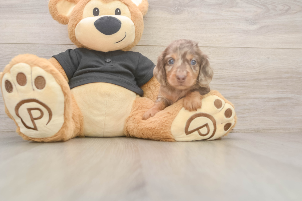 Cute Doxie Purebred Puppy