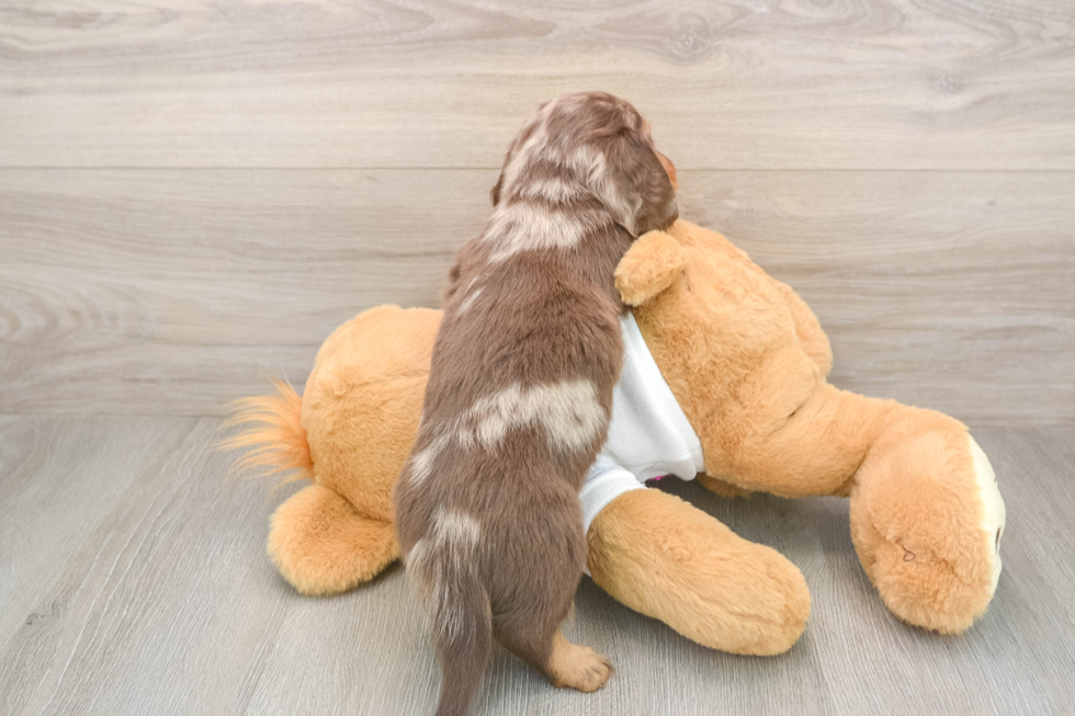 Cute Doxie Purebred Puppy