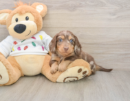 5 week old Dachshund Puppy For Sale - Premier Pups