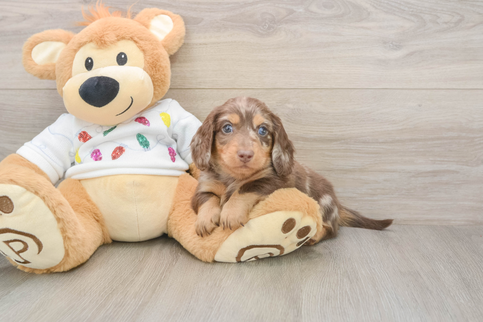 Cute Doxie Purebred Puppy