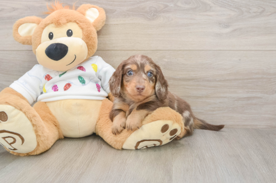 Cute Doxie Purebred Puppy