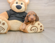 5 week old Dachshund Puppy For Sale - Premier Pups
